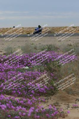 media/Jan-14-2023-SoCal Trackdays (Sat) [[497694156f]]/Turn 14 Exit Bloomig (145pm)/